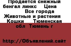 Продается снежный бенгал(линкс) › Цена ­ 25 000 - Все города Животные и растения » Кошки   . Тюменская обл.,Тюмень г.